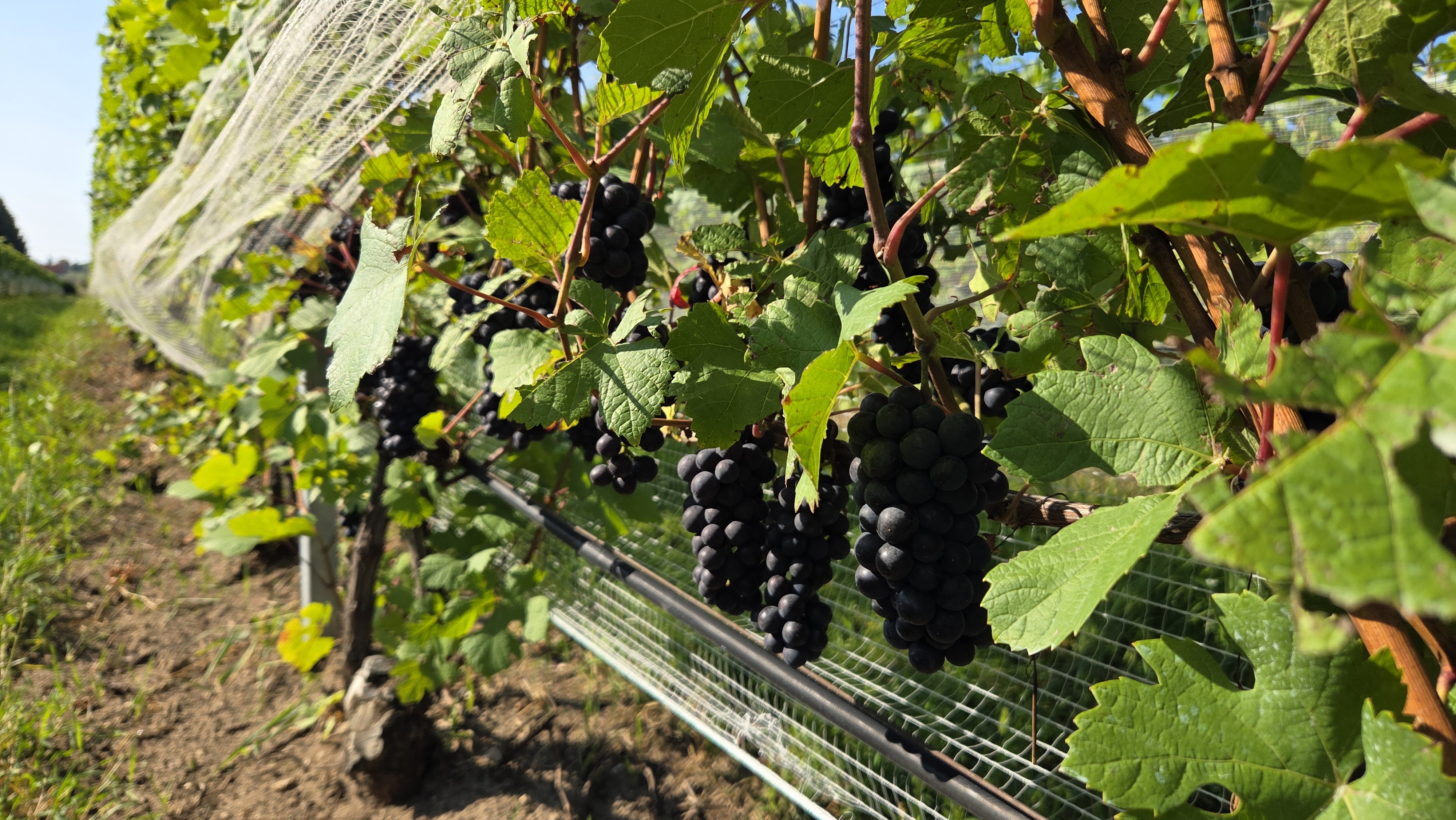 Pinot Noir grapes ripening on a vine.